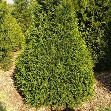 ТУЯ СКЛАДЧАТАЯ КАН КАН горшок-с2