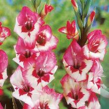 ГЛАДИОЛУС КЛЕМЕНС 10шт-пакет
