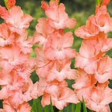 ГЛАДИОЛУС ПРИНЦЕССА ЛИИ 10шт-пакет