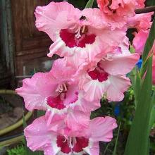 ГЛАДИОЛУС НЕШВИЛ 10шт-пакет