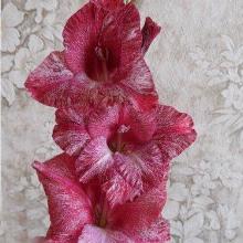 ГЛАДИОЛУС ЛАЙКОС ИЛЛЮЗИЯ 10шт-пакет