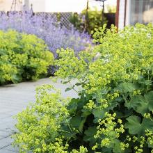 МАНЖЕТКА САДОВАЯ горшок-с1