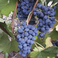 ВИНОГРАД ПЛОДОВЫЙ ДЕНИСОВСКИЙ горшок-с1