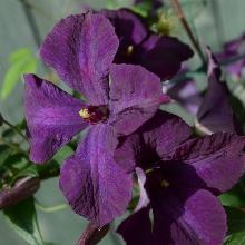 КЛЕМАТИС ПОЛИШ СПИРИТ горшок-p9