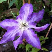 КЛЕМАТИС ЛЕДЖЕНТ ВИОЛАЙН горшок-p9