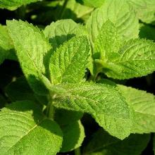 МЯТА ПЕРЕЧНАЯ горшок-с1