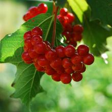 Нажмите чтобы увеличить изображение