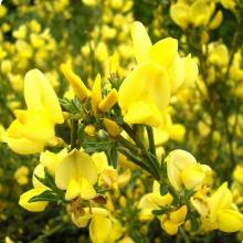 РАКИТНИК АЛЛГОЛД горшок-с3