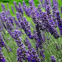 ЛАВАНДА КАРЛИКОВАЯ МАНСТЕД горшок-с10