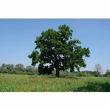 Нажмите чтобы увеличить изображение