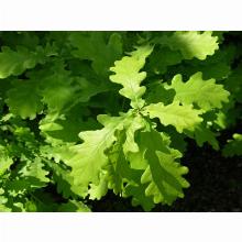 Нажмите чтобы увеличить изображение