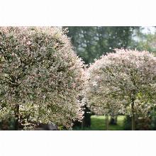 Нажмите чтобы увеличить изображение