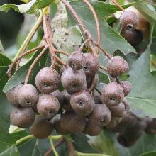 РЯБИНА ГЛОГОВИНА горшок-с7,5