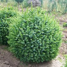 ЕЛЬ СЕРБСКАЯ КАРЕЛ горшок-с5