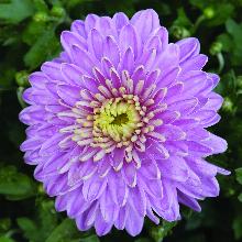 Нажмите чтобы увеличить изображение