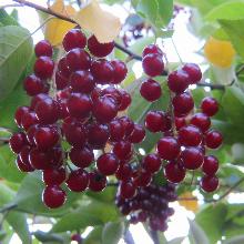 ЧЕРЕМУХА  ВИРГИНСКАЯ горшок-с2