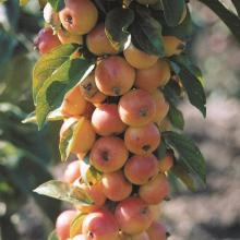 ЯБЛОНЯ КОЛОНОВИДНАЯ РАНЕТКА ЗОЛОТАЯ горшок-с3