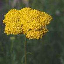 ТЫСЯЧЕЛИСТНИК ТАВОЛГОВЫЙ горшок-с1