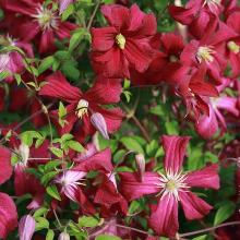 КЛЕМАТИС МАДАМ ДЖУЛИЯ КОРРЕВОН пакет