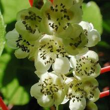 АКТИНИДИЯ АРГУТА ВЕЙКИ МУЖСКАЯ пакет