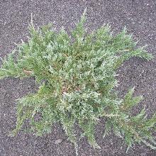 МОЖЖЕВЕЛЬНИК ГОРИЗОНТАЛЬНЫЙ ТУРКУОЗА СПРИДЕР пакет