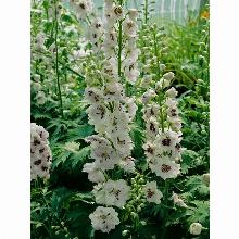 Нажмите чтобы увеличить изображение