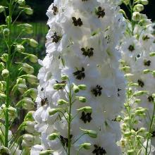 ДЕЛЬФИНИУМ УАЙТ ДАК БИ пакет