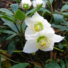 МОРОЗНИК ЧЕРНЫЙ пакет