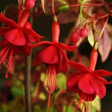 ФУКСИЯ АМПЕЛЬНАЯ ГОЛДЕН МАРИНКА горшок-p9 флос