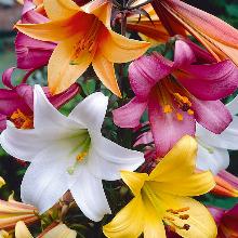 ЛИЛИЯ ТРУБЧАТАЯ горшок-с1