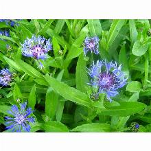 Нажмите чтобы увеличить изображение