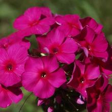 Нажмите чтобы увеличить изображение