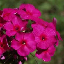 ФЛОКС РЕД ФАЕР горшок-с3