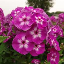 ФЛОКС ЛАУРА горшок-с3