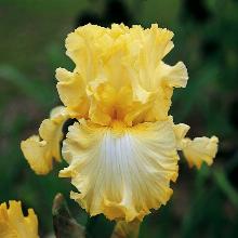 ИРИС БОРОДАТЫЙ БИГ ДИППЕР пакет