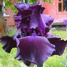 ИРИС БОРОДАТЫЙ СУПЕР СТИШЕН пакет