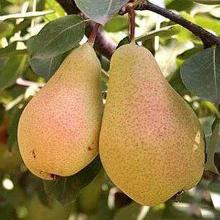 ГРУША ЛЕСНАЯ КРАСАВИЦА пакет