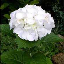 ГОРТЕНЗИЯ КРУПНОЛИСТНАЯ СЕСТРА ТЕРЕЗА горшок-с3