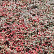 КИЗИЛЬНИК ГОРИЗОНТАЛЬНЫЙ горшок-с1