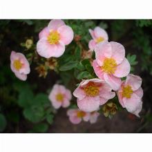 Нажмите чтобы увеличить изображение