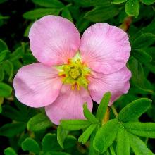 ЛАПЧАТКА ПИНК ПРИНЦЕСС горшок-с3