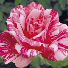 РОЗА ЧАЙНОГИБРИДНАЯ ПИНК ИНТУИШН пакет