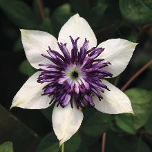 КЛЕМАТИС ФЛОРИДА БИКОЛОР пакет