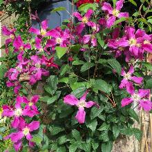 КЛЕМАТИС ИНСПИРЕЙШН пакет