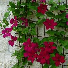 КЛЕМАТИС ДЖОН ХОУЭЛС пакет