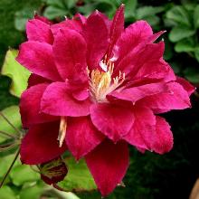 КЛЕМАТИС РЕД СТАР пакет