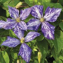 КЛЕМАТИС ТАЙ ДЕЙ пакет