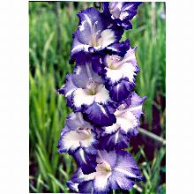 Нажмите чтобы увеличить изображение