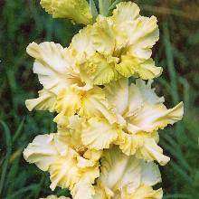 ГЛАДИОЛУС ЗОЛОТО СКИФОВ 3шт-пакет