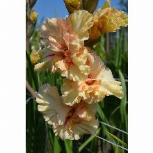 Нажмите чтобы увеличить изображение